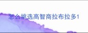 怎么挑选高智商拉布拉多