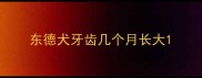 东德犬牙齿几个月长大