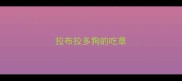 拉布拉多狗的吃草