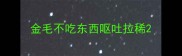 金毛不吃东西呕吐拉稀