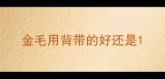 金毛用背带的好还是