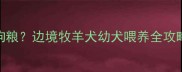 边牧一个月吃多少狗粮边境牧羊犬幼犬喂养全攻略附月龄食量表
