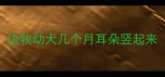 边牧幼犬几个月耳朵竖起来