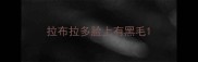 拉布拉多脸上有黑毛