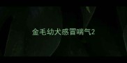 金毛幼犬感冒喘气