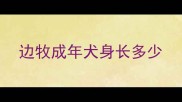 边牧成年犬身长多少