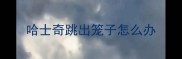 哈士奇跳出笼子怎么办