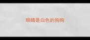 眼睛是白色的狗狗