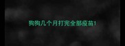 狗狗几个月打完全部疫苗