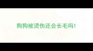 狗狗被烫伤还会长毛吗
