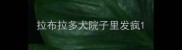 拉布拉多犬院子里发疯