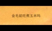 金毛能吃煮玉米吗