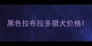 黑色拉布拉多猎犬价格