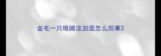 金毛一只眼睛流泪是怎么回事