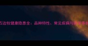 蓝陨石边牧健康隐患全品种特性常见疾病与科学养护指南