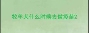 牧羊犬什么时候去做疫苗