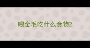喂金毛吃什么食物