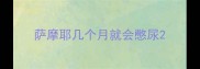萨摩耶几个月就会憋尿
