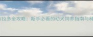 家养一窝拉布拉多全攻略新手必看的幼犬饲养指南与科学养宠技巧