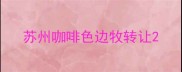 苏州咖啡色边牧转让