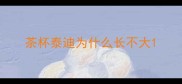 茶杯泰迪为什么长不大