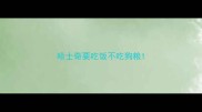 哈士奇要吃饭不吃狗粮