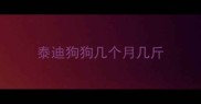 泰迪狗狗几个月几斤