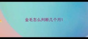 金毛怎么判断几个月