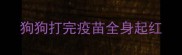 狗狗打完疫苗全身起红