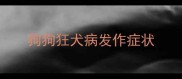狗狗狂犬病发作症状