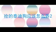 捡的泰迪狗应该怎么养