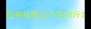 拉布拉多几个月20斤