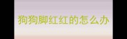 狗狗脚红红的怎么办