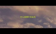 什么是枫叶系金毛