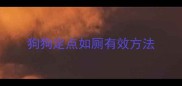 狗狗定点如厕有效方法