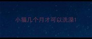 小猫几个月才可以洗澡