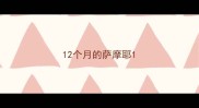 12个月的萨摩耶
