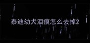 泰迪幼犬泪痕怎么去掉