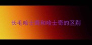 长毛哈士奇和哈士奇的区别