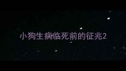 小狗生病临死前的征兆