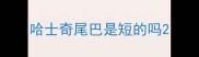 哈士奇尾巴是短的吗