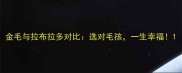金毛与拉布拉多对比选对毛孩一生幸福