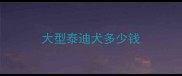 大型泰迪犬多少钱