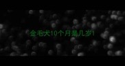 金毛犬10个月是几岁