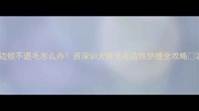 边牧不退毛怎么办资深训犬师长毛边牧护理全攻略