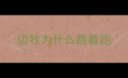边牧为什么跳着跑
