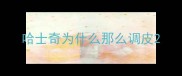 哈士奇为什么那么调皮