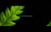 新手如何养好边牧
