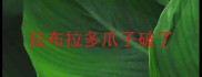 拉布拉多爪子破了