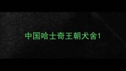 中国哈士奇王朝犬舍